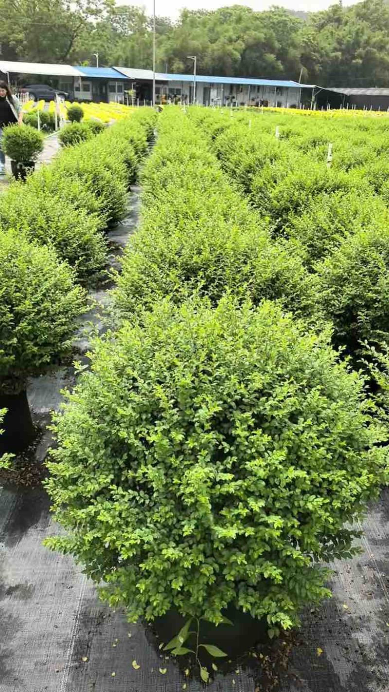 亮晶女贞球40-100，各种规格，大量低价出售