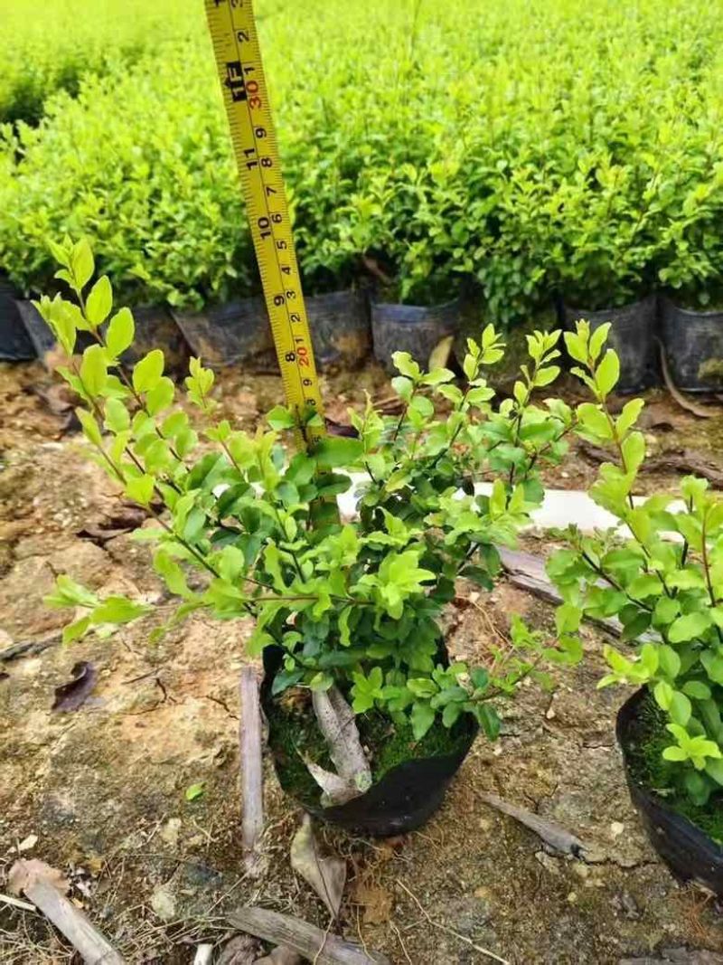 亮晶女贞7斤袋，各种规格，大量低价出售
