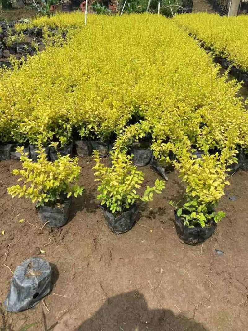 亮晶女贞7斤袋，各种规格，大量低价出售