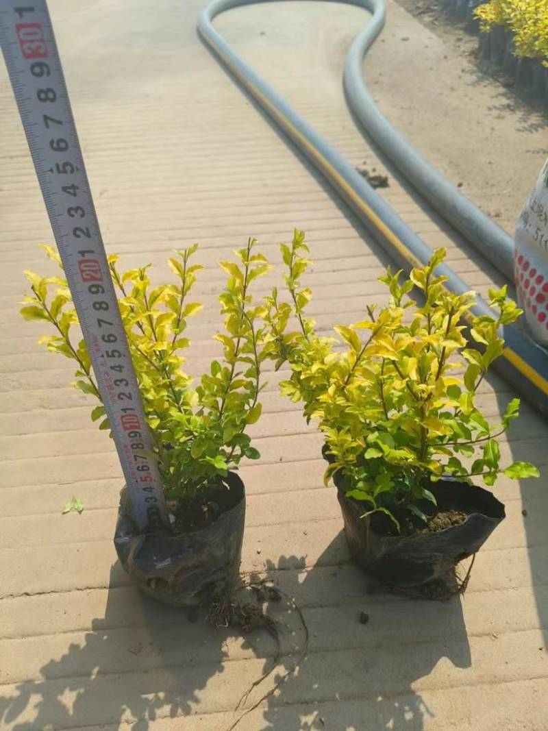 亮晶女贞7斤袋，各种规格，大量低价出售