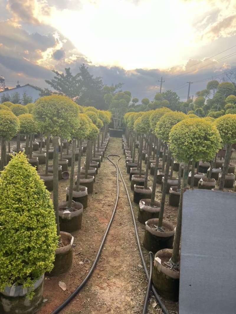 亮晶女贞造型，各种规格，大量低价出售