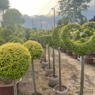 亮晶女贞造型，各种规格，大量低价出售