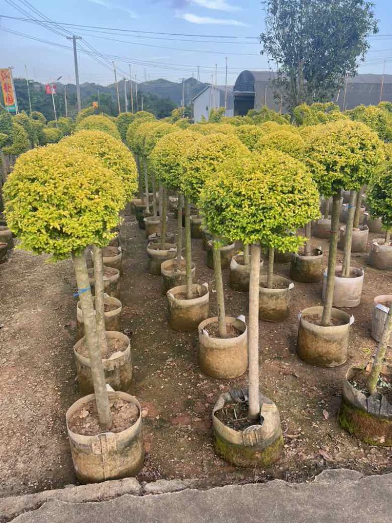 亮晶女贞造型，各种规格，大量低价出售