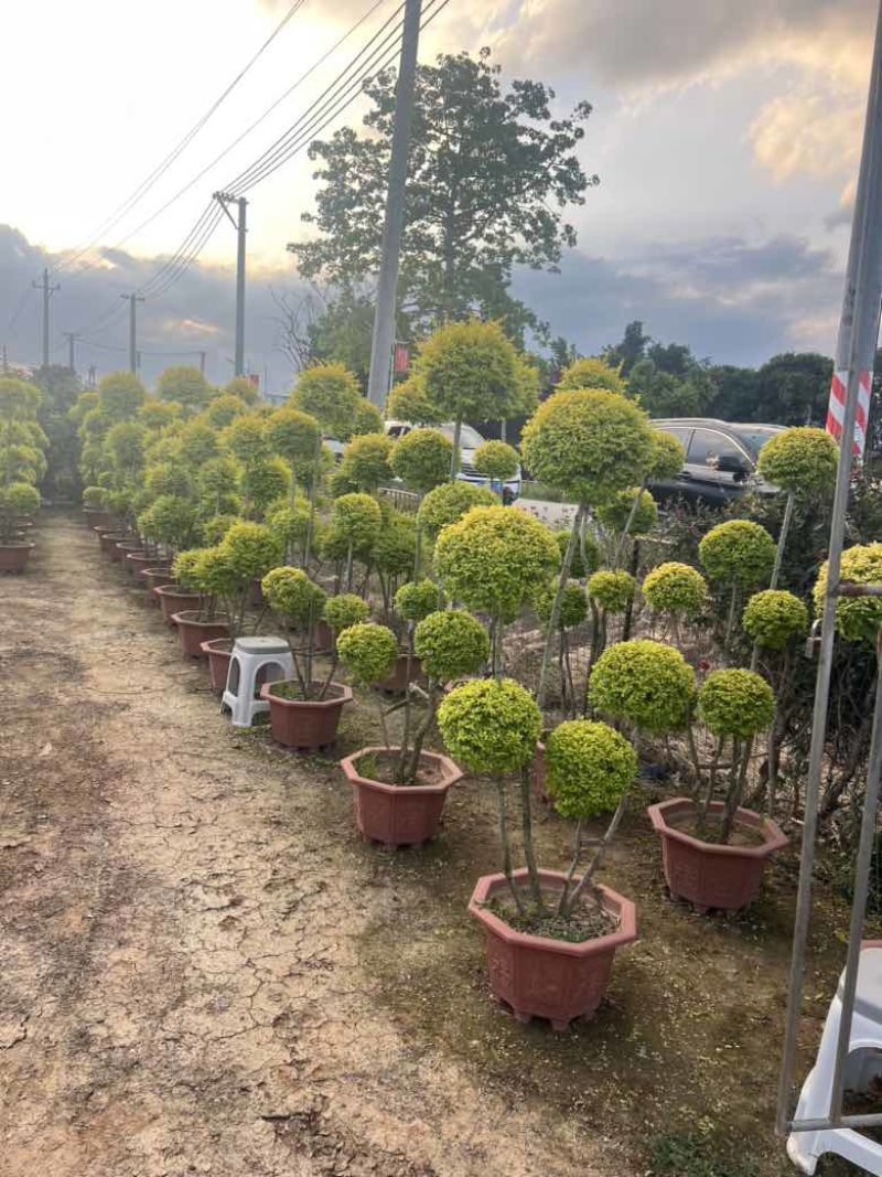 亮晶女贞造型，各种规格，大量低价出售