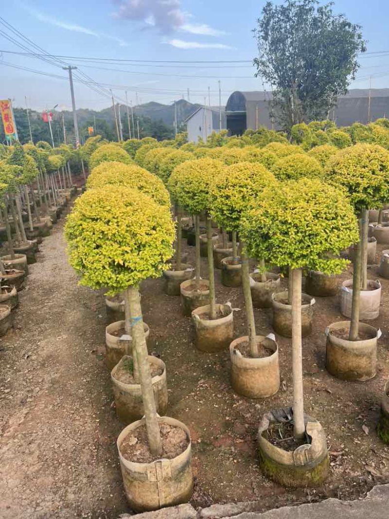 亮晶女贞造型，各种规格，大量低价出售