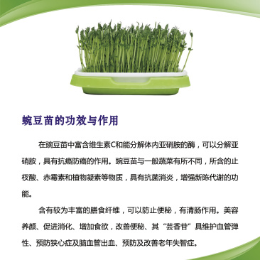 豌豆苗