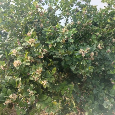 广东香水柠檬