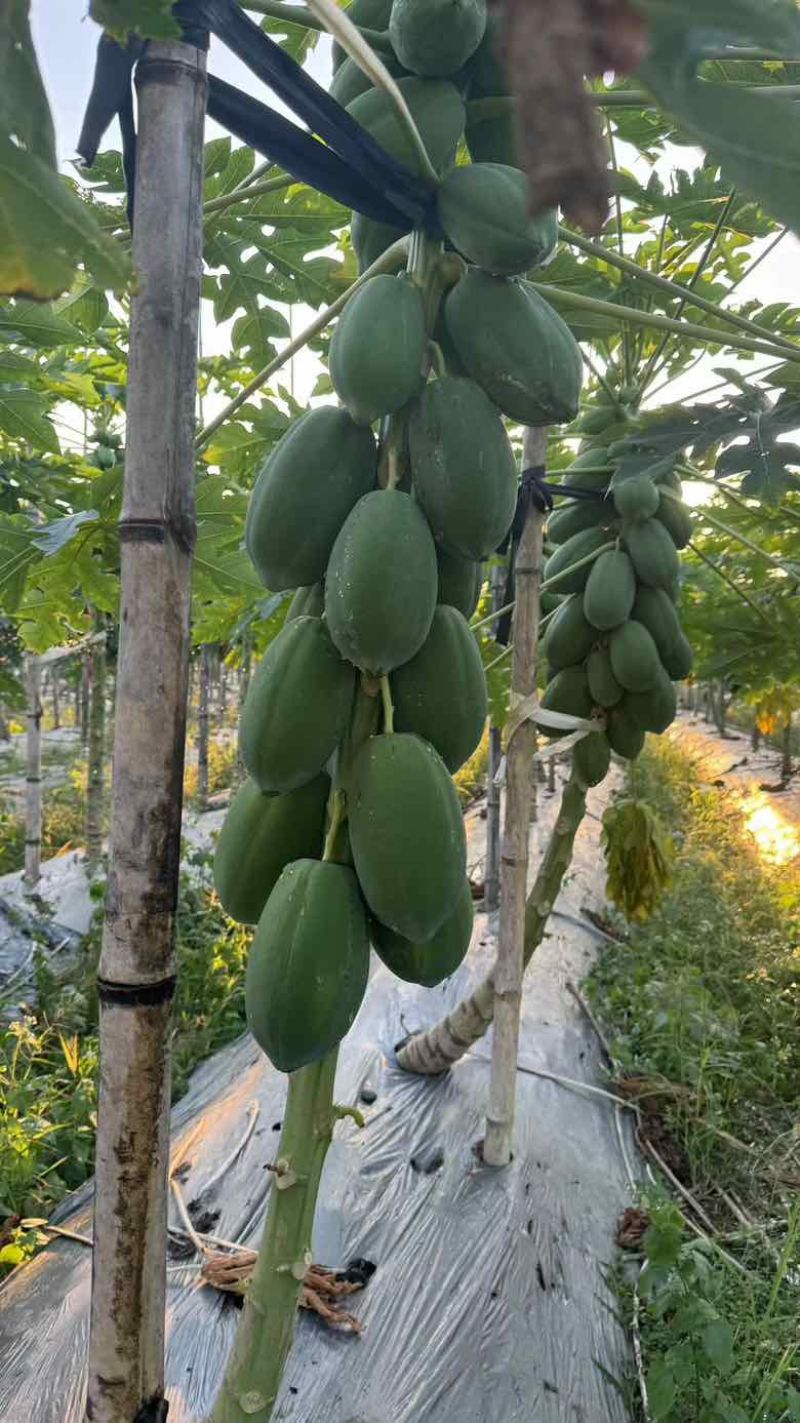 大青木瓜