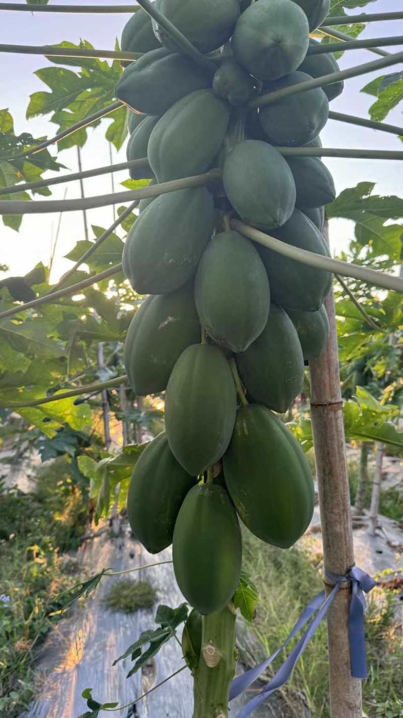 大青木瓜