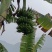芭蕉