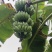 芭蕉