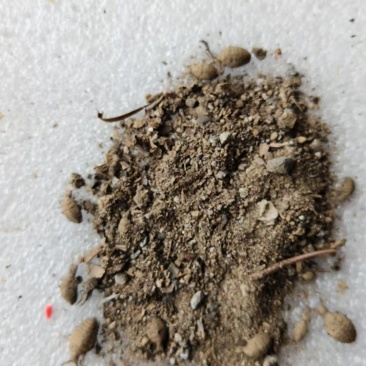 地牯牛金沙牛