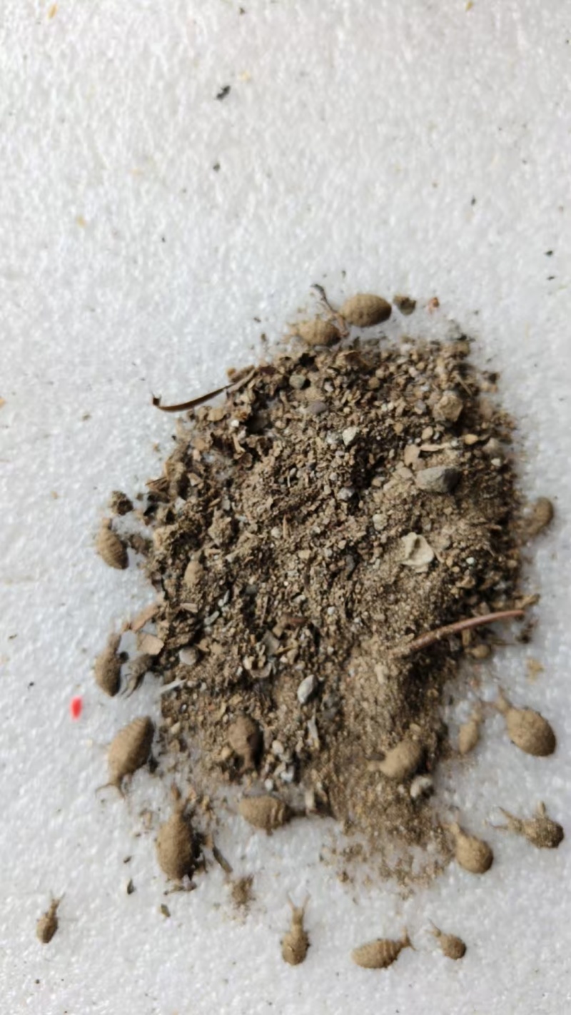 地牯牛金沙牛