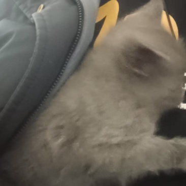 宠物猫