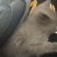 宠物猫