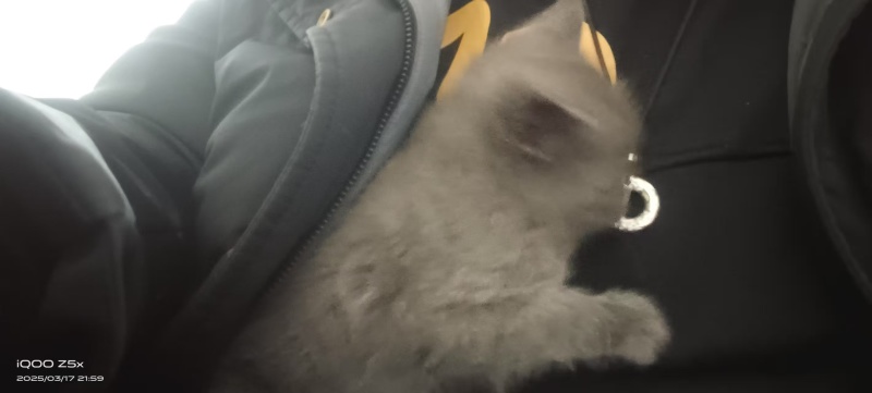 宠物猫