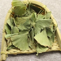 干银杏叶片