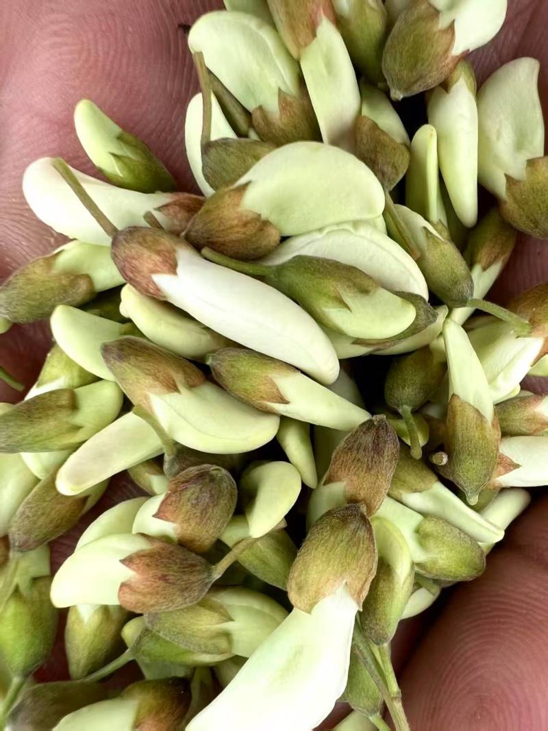 洋槐花