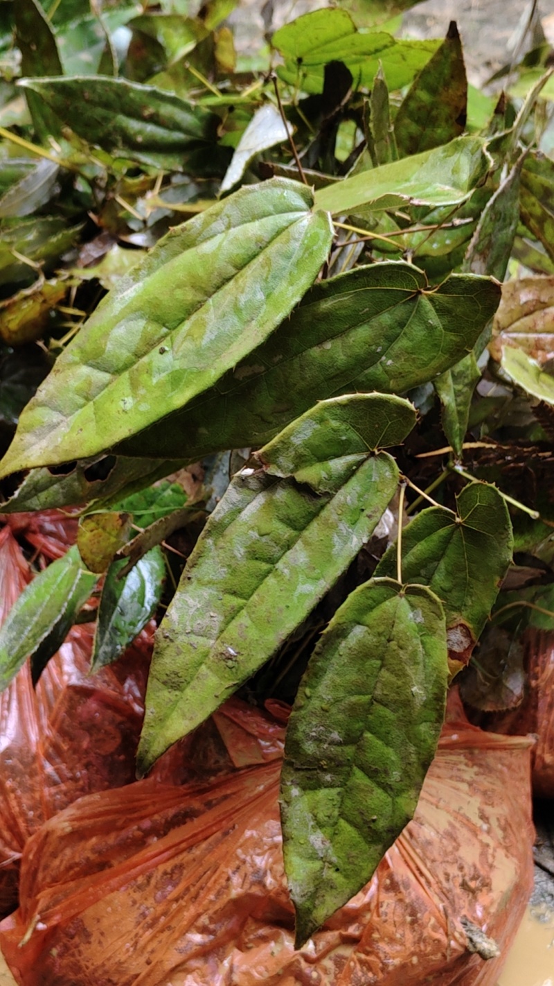 箭叶绒毛淫羊藿下山苗