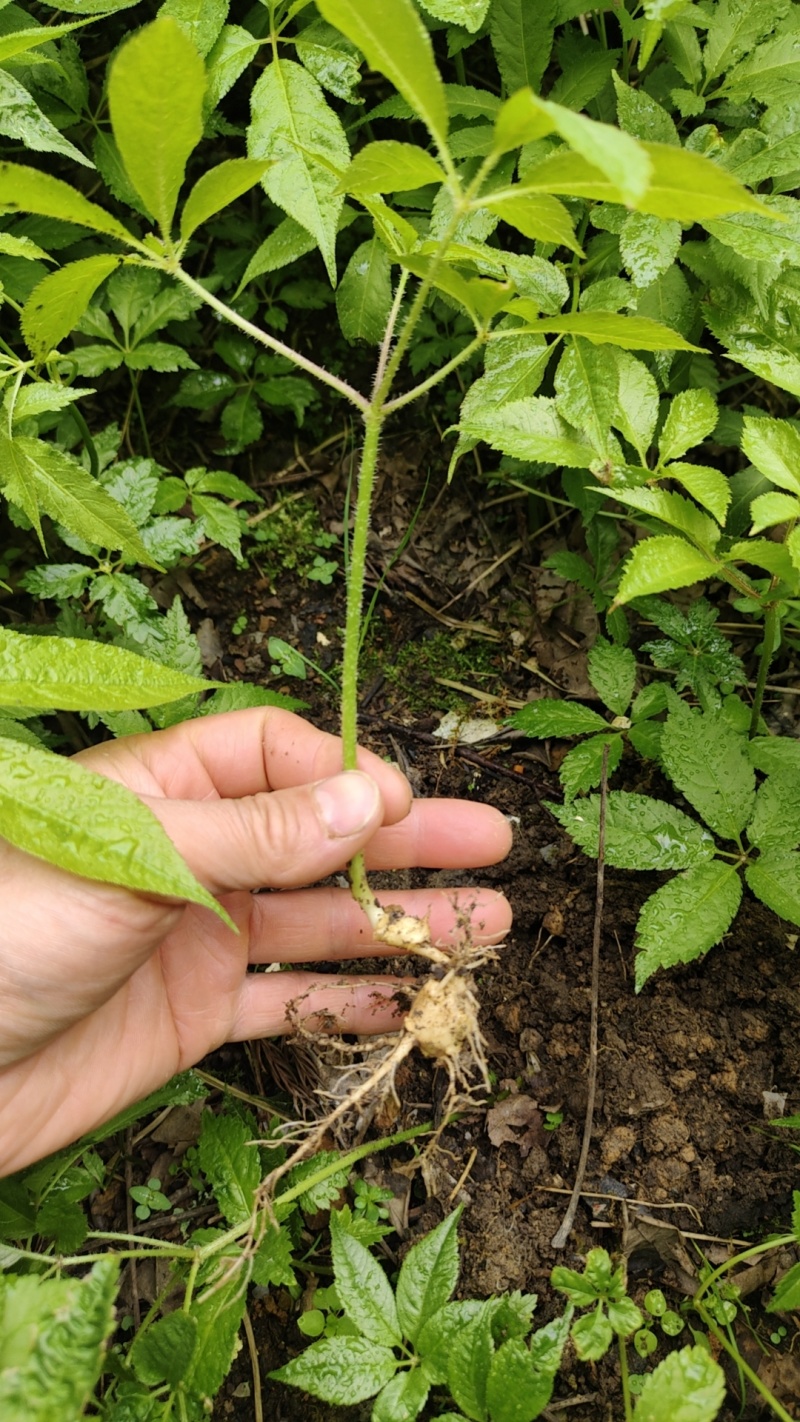竹节参苗