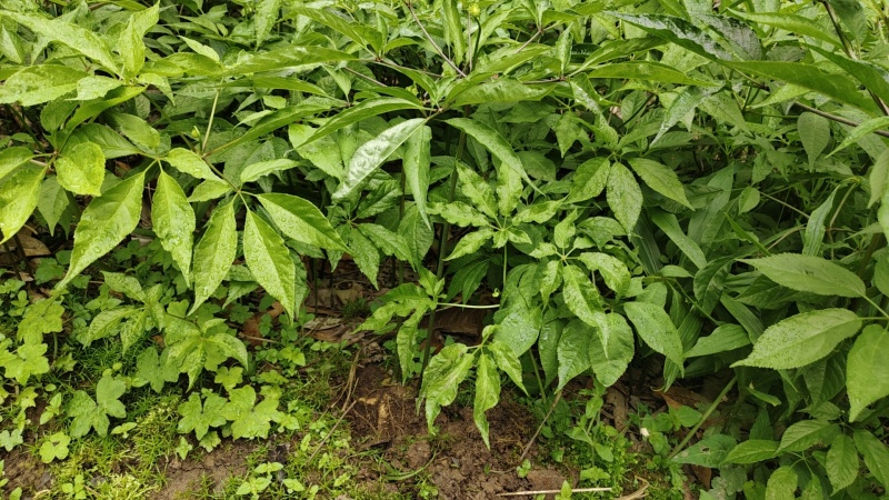 竹节参苗