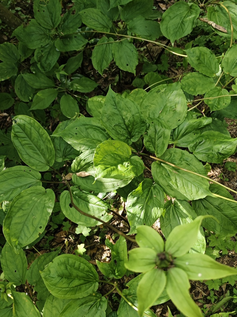 重楼，七叶一枝花