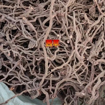 茜草根