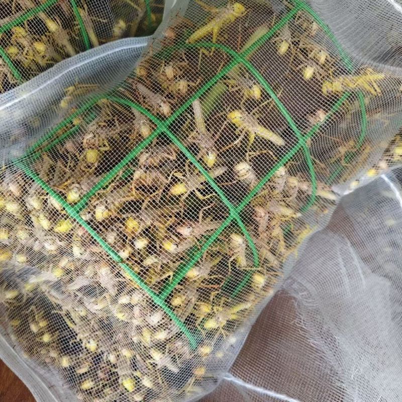蝗虫加工代销售，好货肯定好货价。