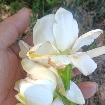 栀子花