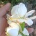 栀子花