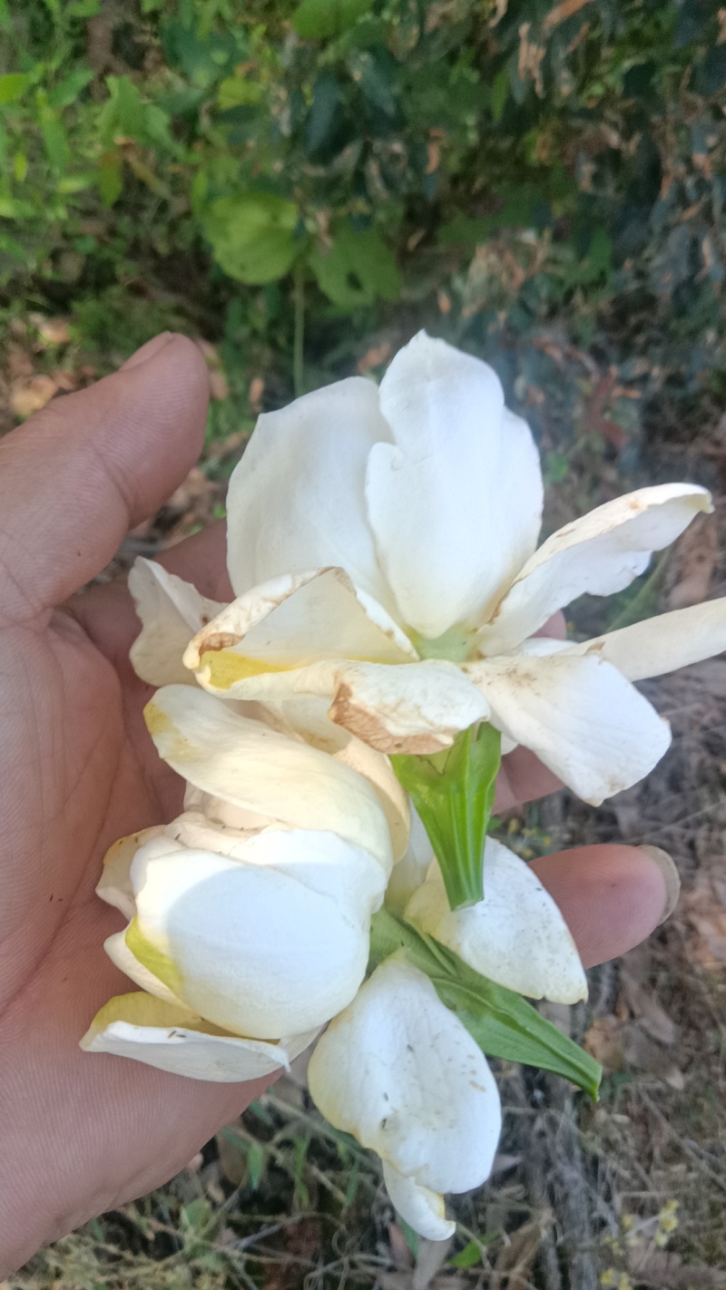 栀子花