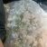 栀子花