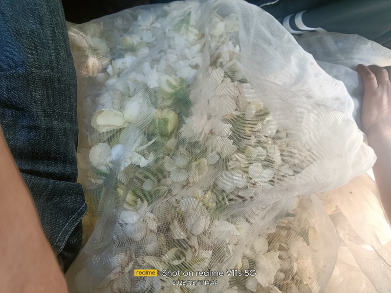栀子花