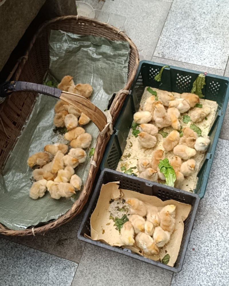 鸡子，下单错了不想养，大概50只左右，一起40元可以吗