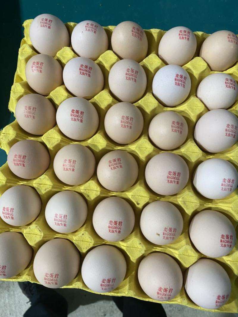 支持检测报告，可打字