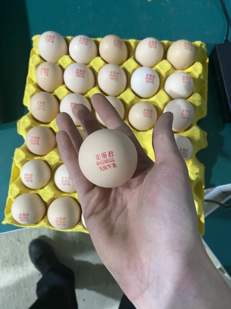 支持检测报告，可打字