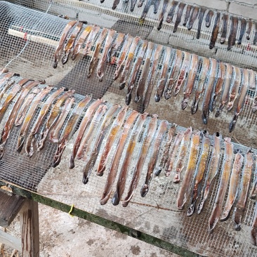 纯野生全开地龙干