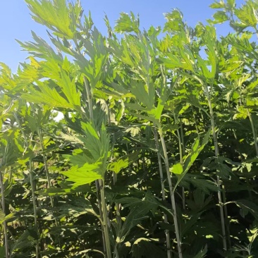 端午前大量艾草解货供应