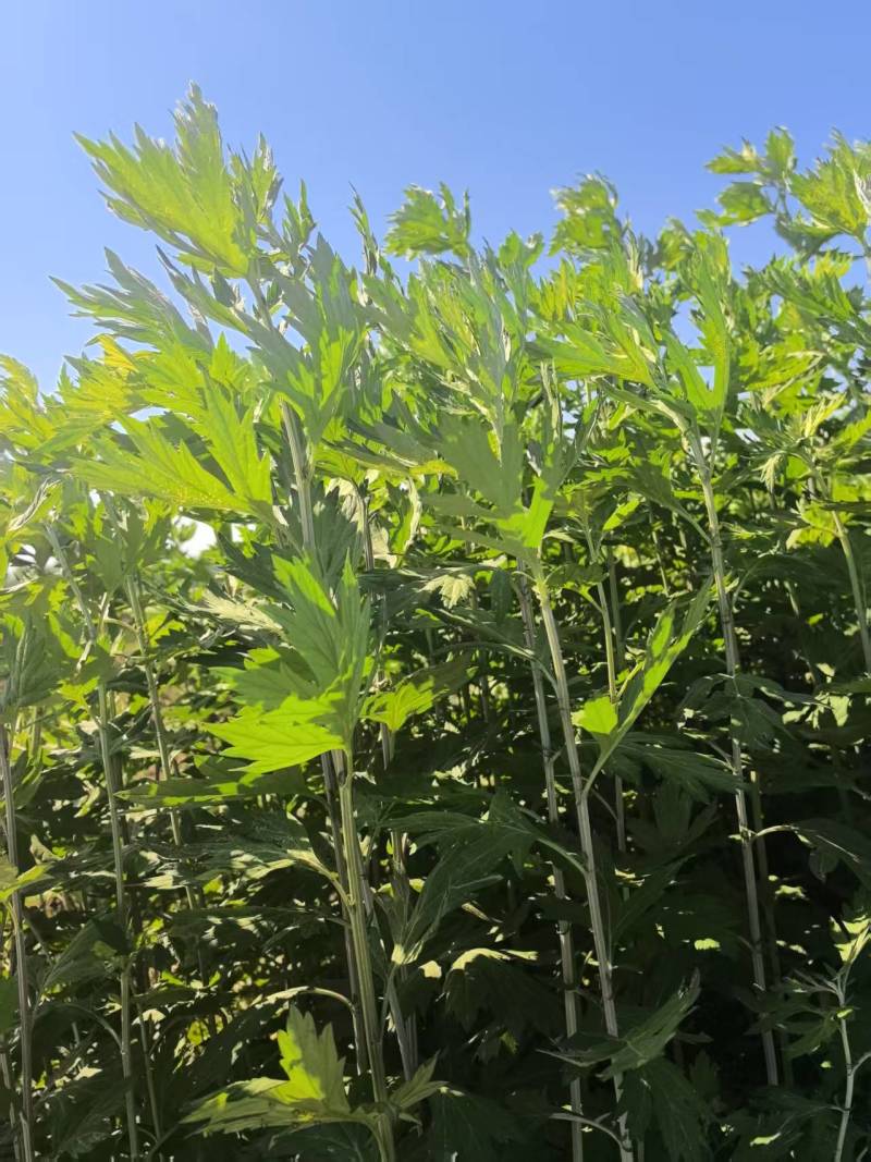 端午前大量艾草解货供应