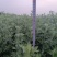 端午前大量艾草解货供应
