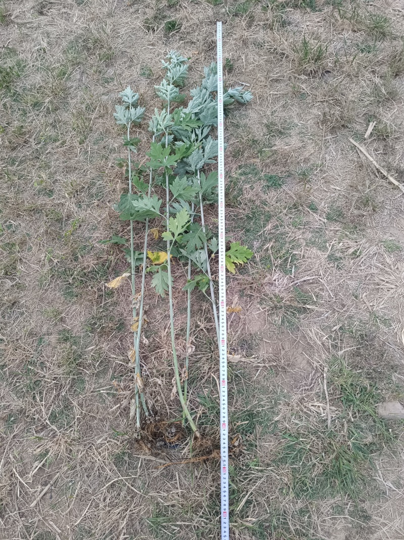 端午前大量艾草解货供应