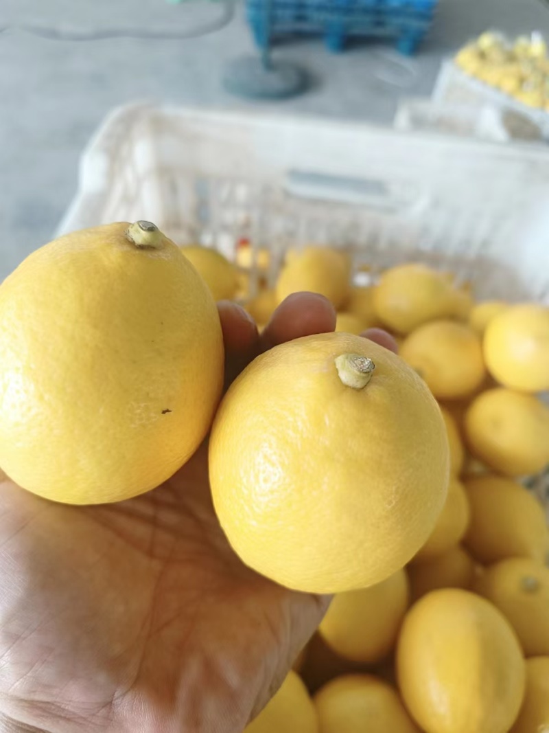 尤力克柠檬一级青果
