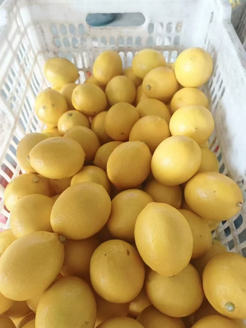 尤力克柠檬一级青果