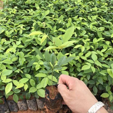 粉薯中叶牛大力苗