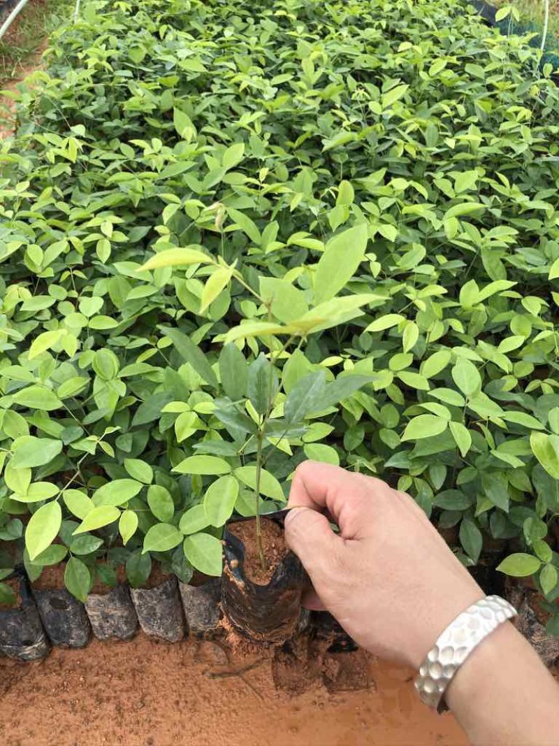 粉薯中叶牛大力苗