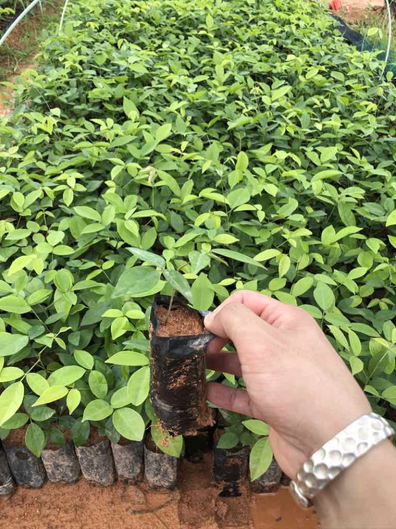 粉薯中叶牛大力苗