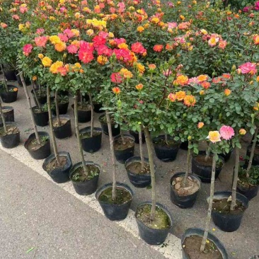 高档树桩月季花苗植物玫瑰大花浓香四季开花别墅庭院盆景树状月季