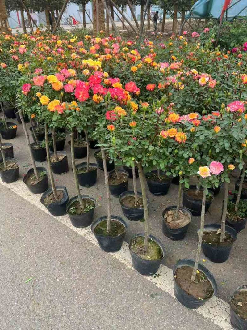 高档树桩月季花苗植物玫瑰大花浓香四季开花别墅庭院盆景树状月季