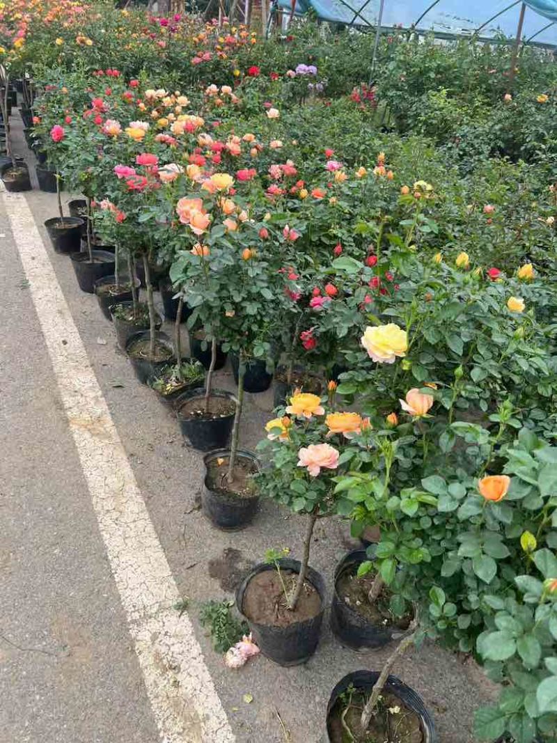 高档树桩月季花苗植物玫瑰大花浓香四季开花别墅庭院盆景树状月季