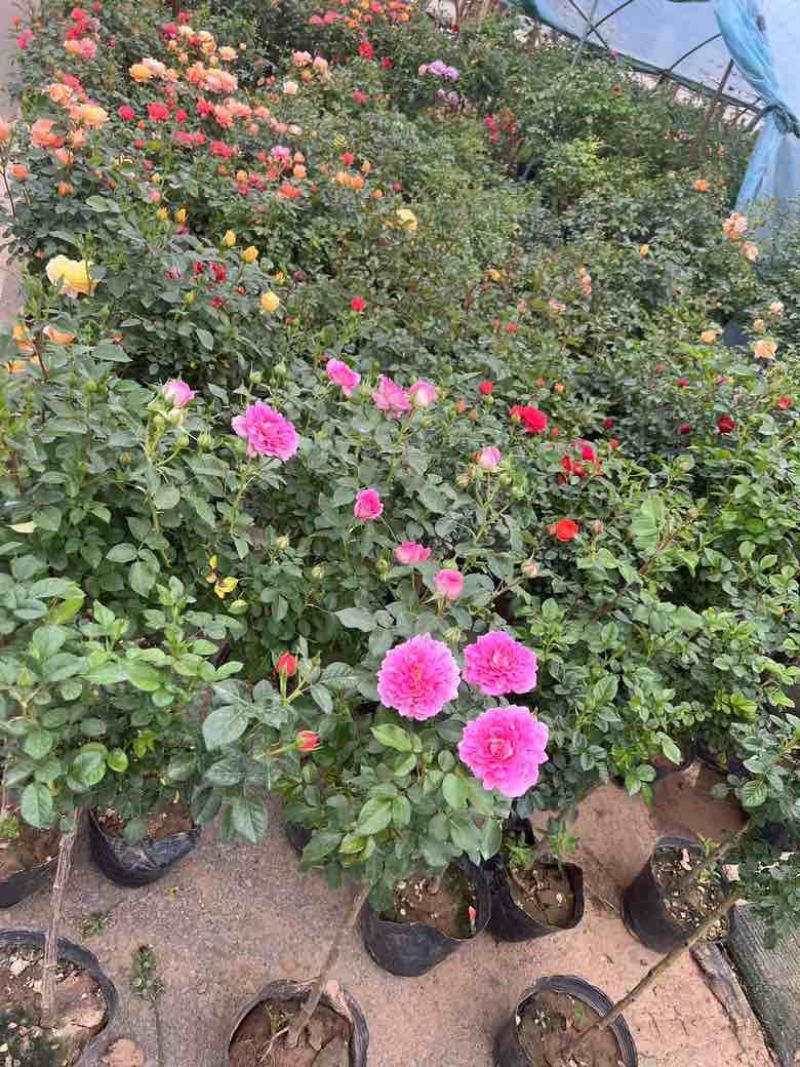 高档树桩月季花苗植物玫瑰大花浓香四季开花别墅庭院盆景树状月季